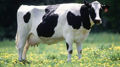 cow female black white