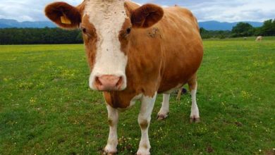 brown guernsey cow