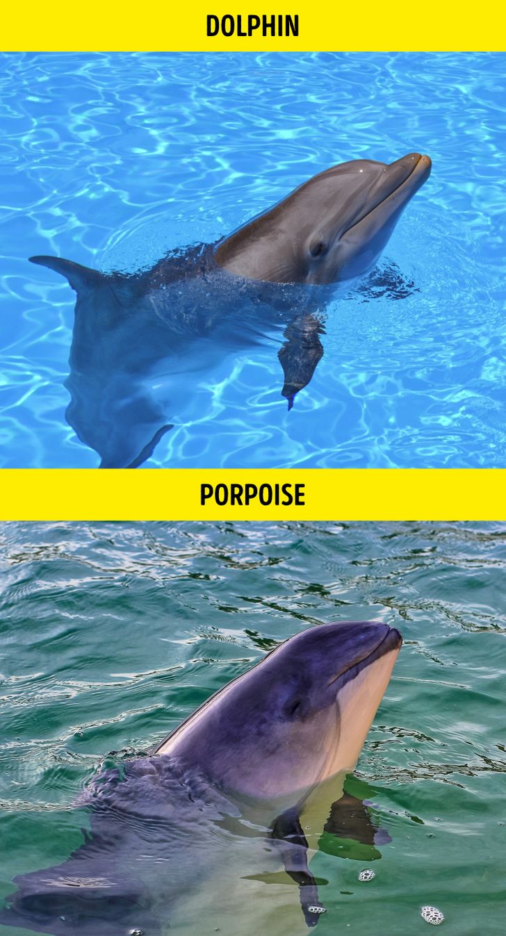 دلفین / Dolphin – گراز ماهی / Porpoise