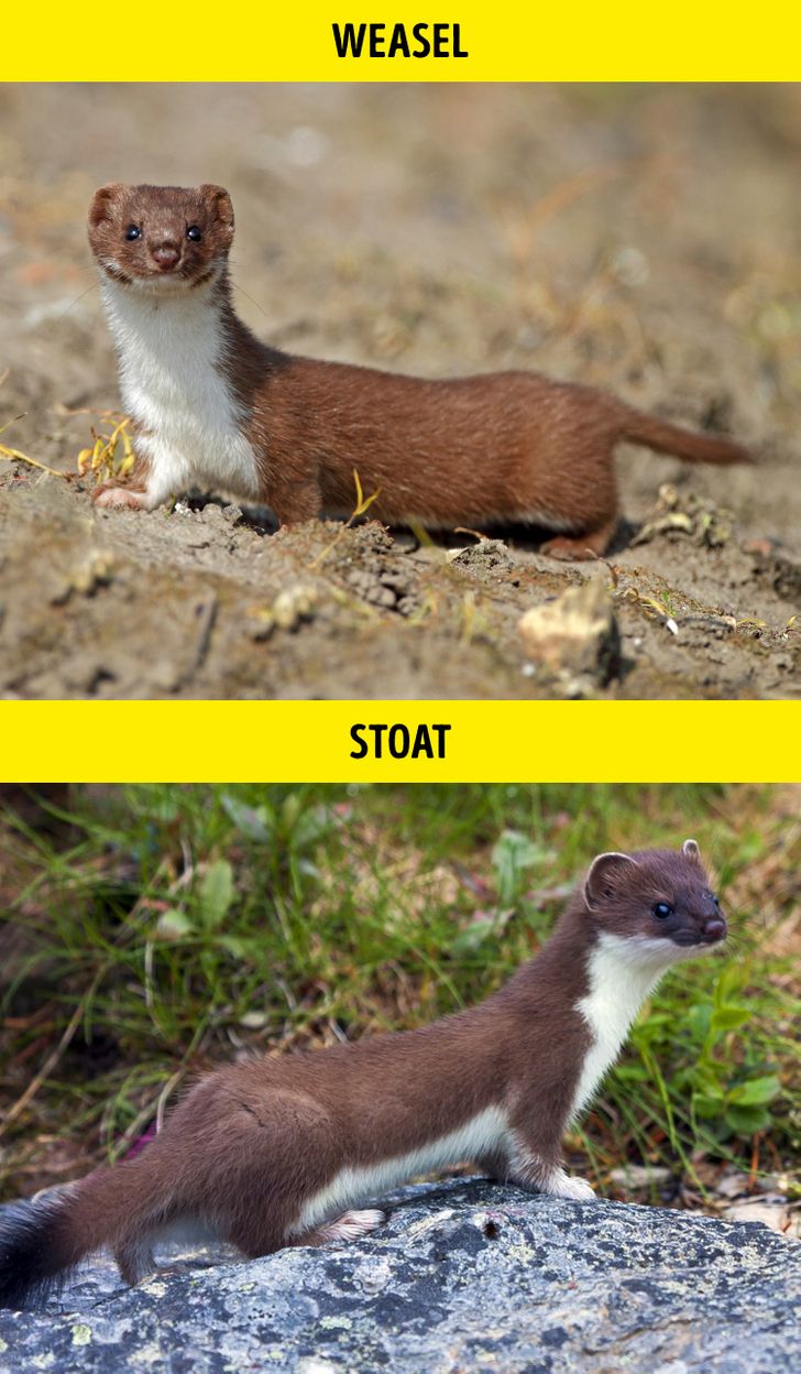 راسو / Weasel – قاقم / Stoat