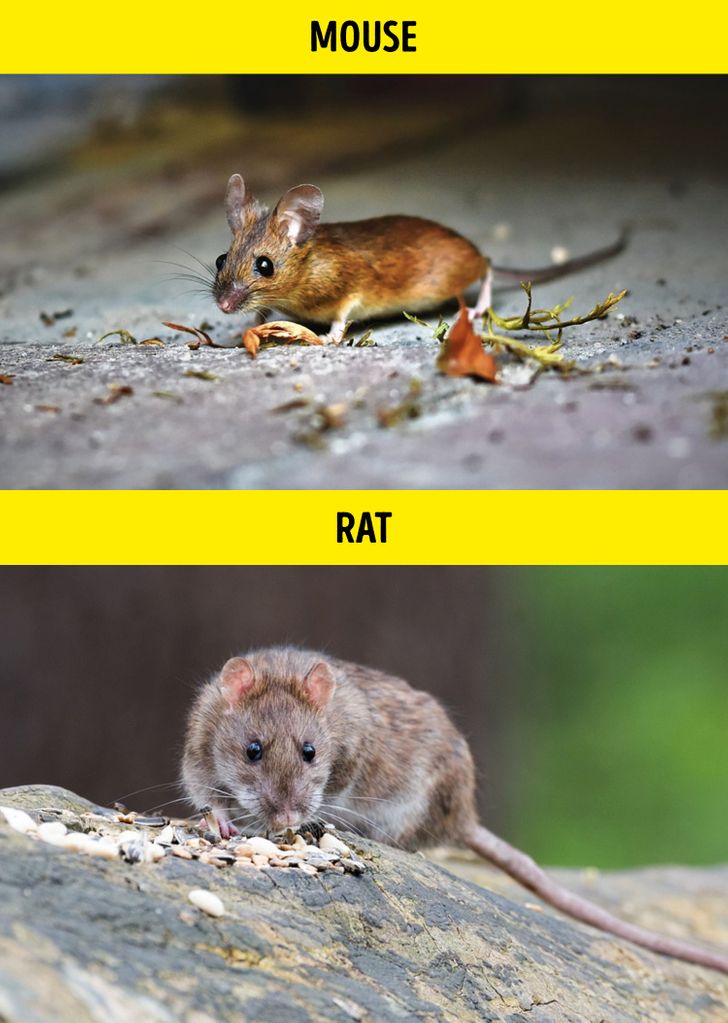 - موش / Mouse – موش صحرایی / Rat