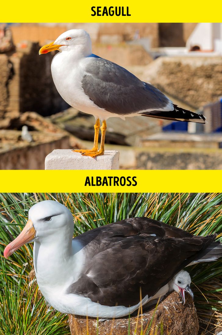 مرغ دریایی / Seagull – آلباتروس / Albatross