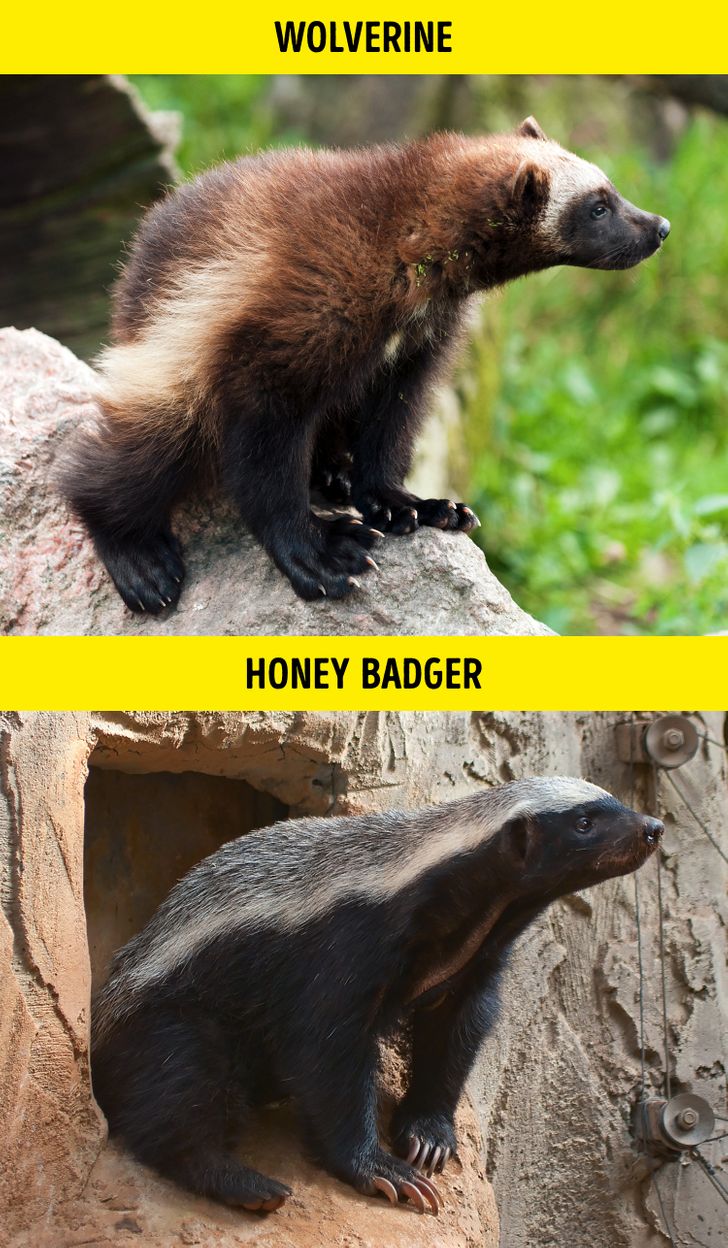 دله / Wolverine – گورکن عسل خوار / Honey Badger