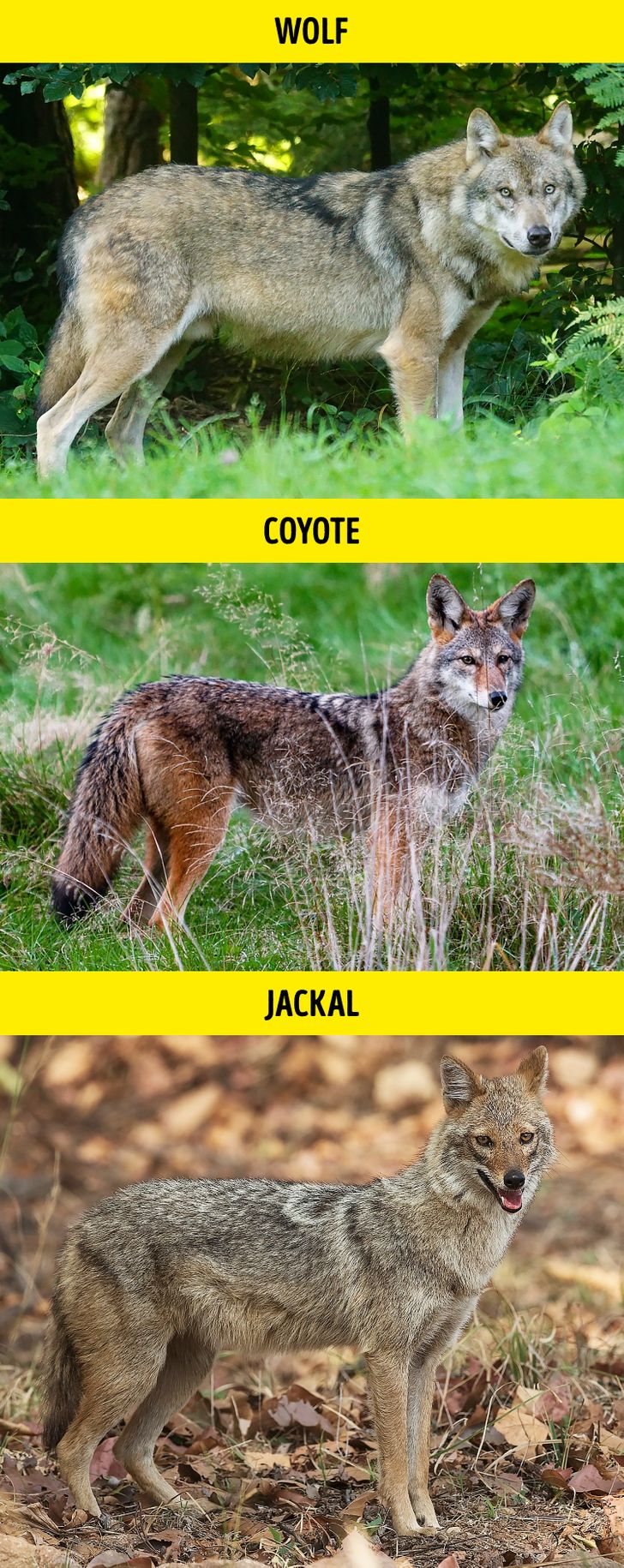 گرگ / Wolf – کایوت / Coyote – شغال / Jackal