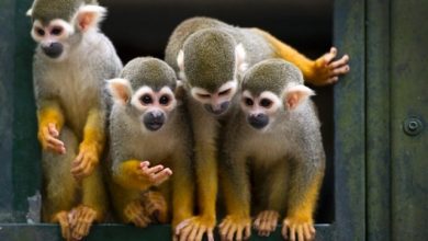 seven new squirrel monkeys at dortmund zoo