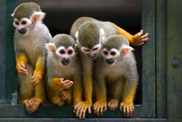 seven new squirrel monkeys at dortmund zoo