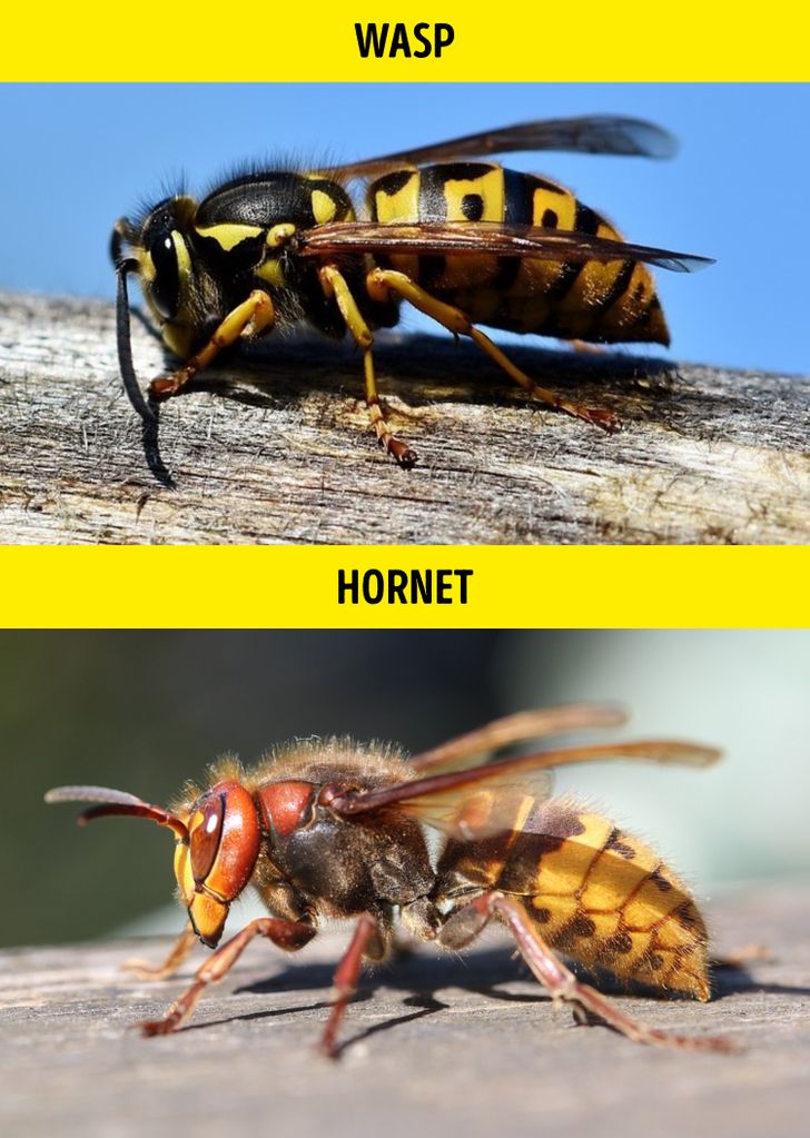 زنبور بی عسل / Wasp – زنبور سرخ / Hornet