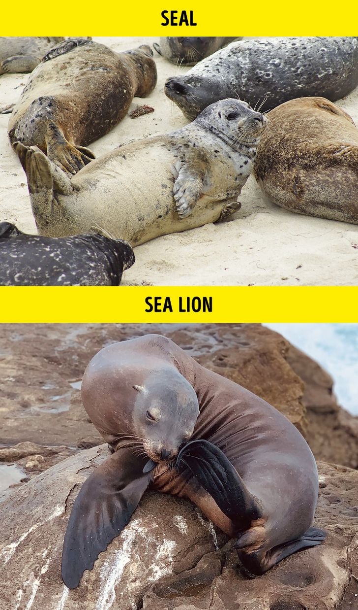 فوک / Seal – شیر دریایی / Sea Lion