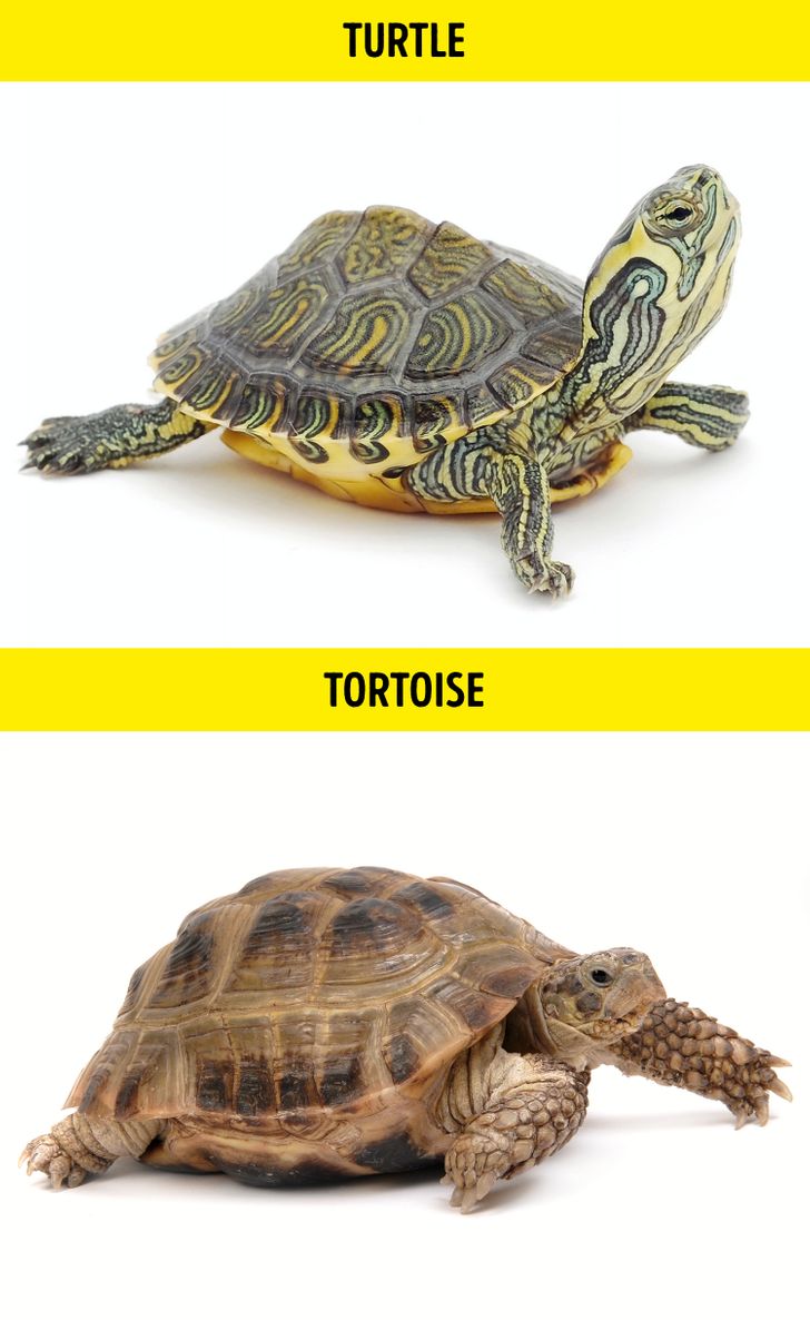 اک پشت آبی / Turtle – لاک پشت خاکی / Tortoise