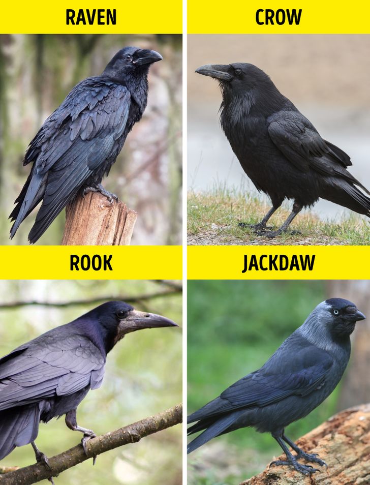 غراب / Raven – کلاغ / Crow – کلاغ سیاه / Rook – کلاغ گردن بور / Jackdaw