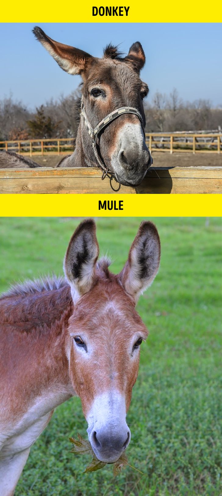 الاغ / Donkey – قاتر / Mule