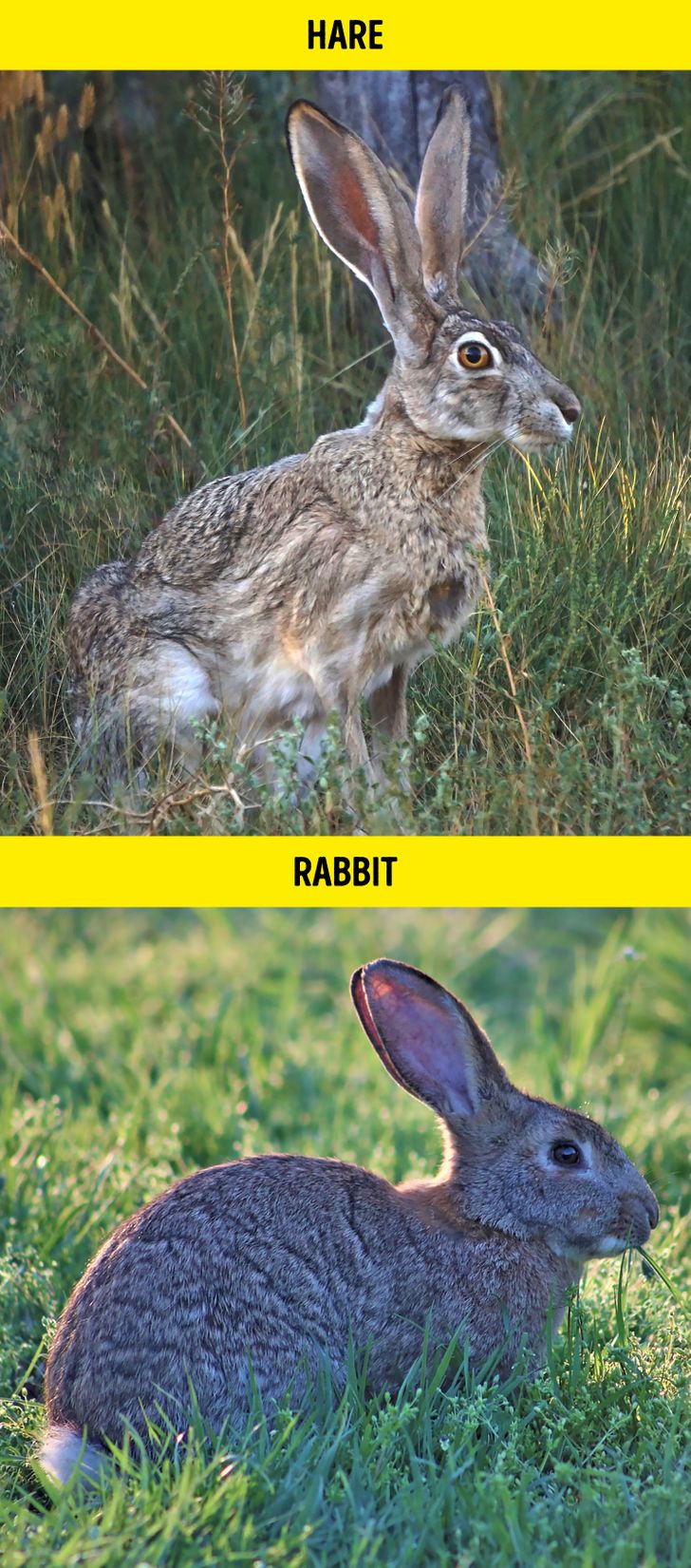 - خرگوش صحرایی / Hare – خرگوش / Rabbit