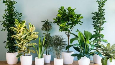 low light house plants