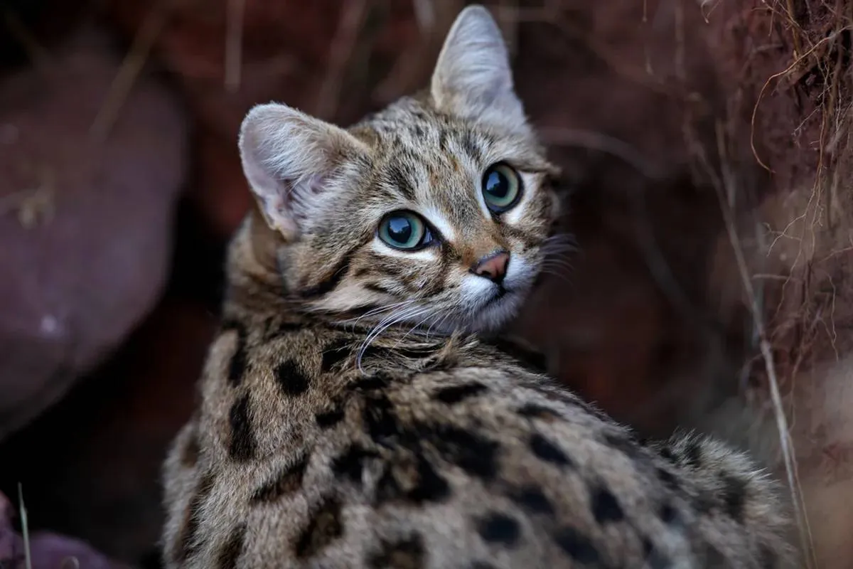 african black footed cat 65103459ae10e645b292e188