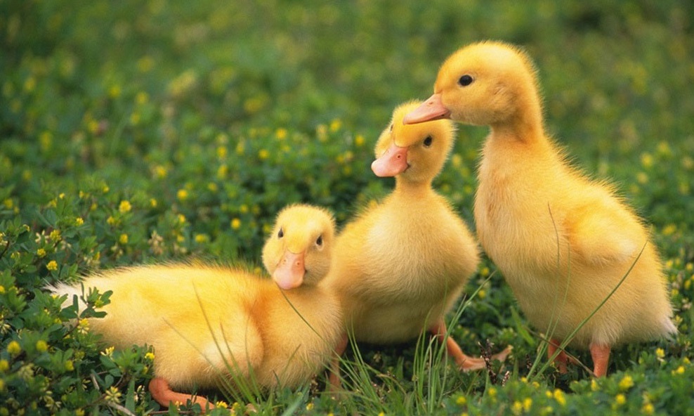 baby duck yellow