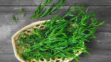 fresh tarragon herb