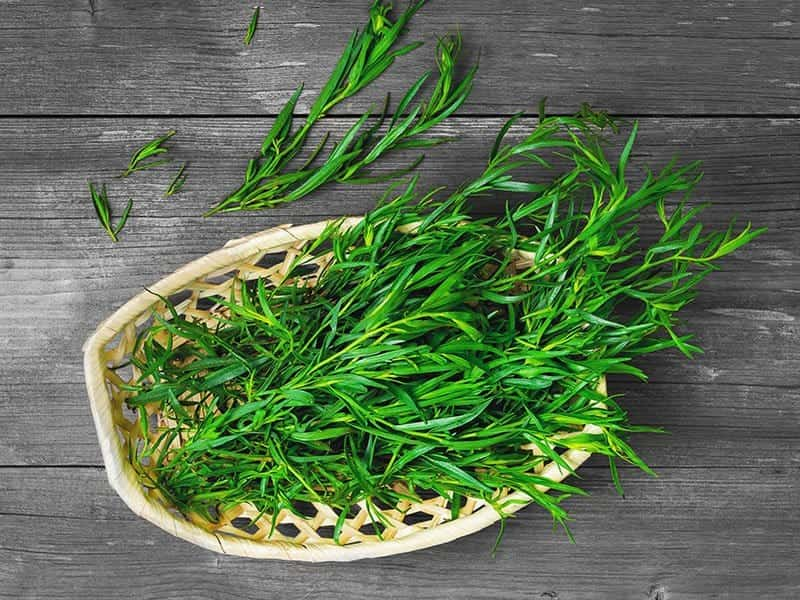 fresh tarragon herb