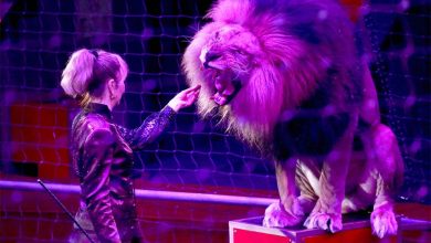 حمله شیر ها به مربیان هنگام اجرا در سیرک