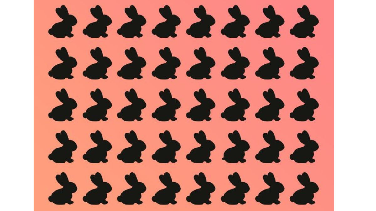 خرگوش متفاوت را تشخیص دهید 1