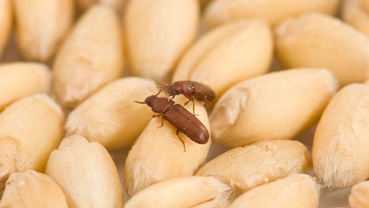 insects in legumes 1