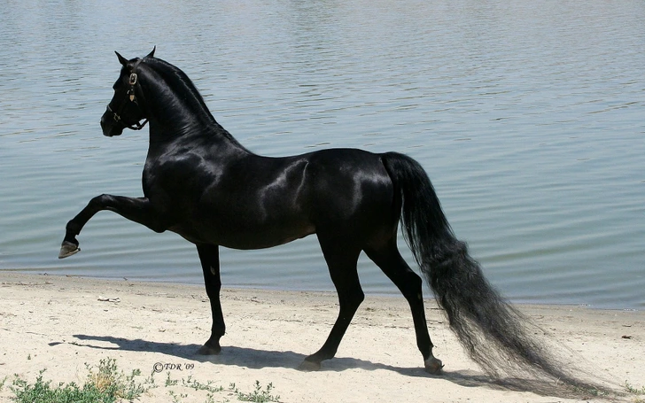 the arabian horse