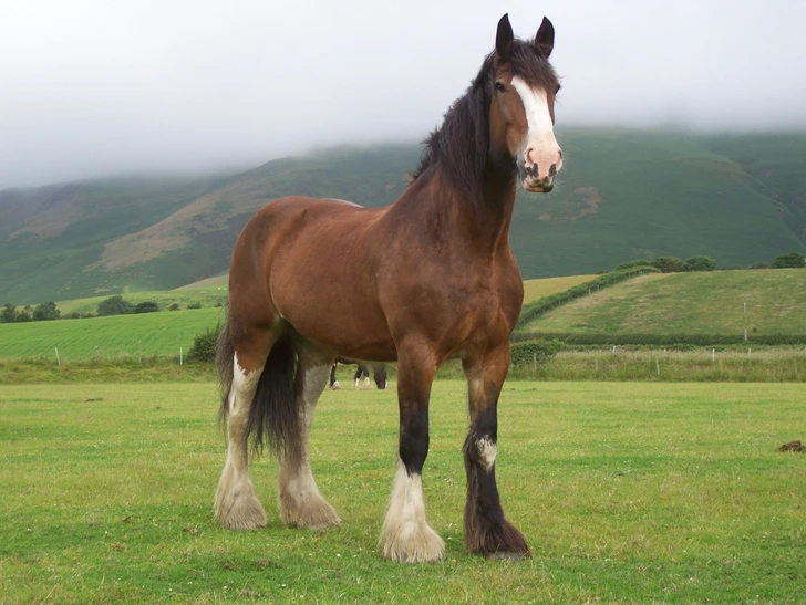 the shire horse
