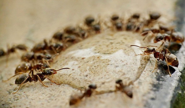 ants pests sugar water 1080x675 1