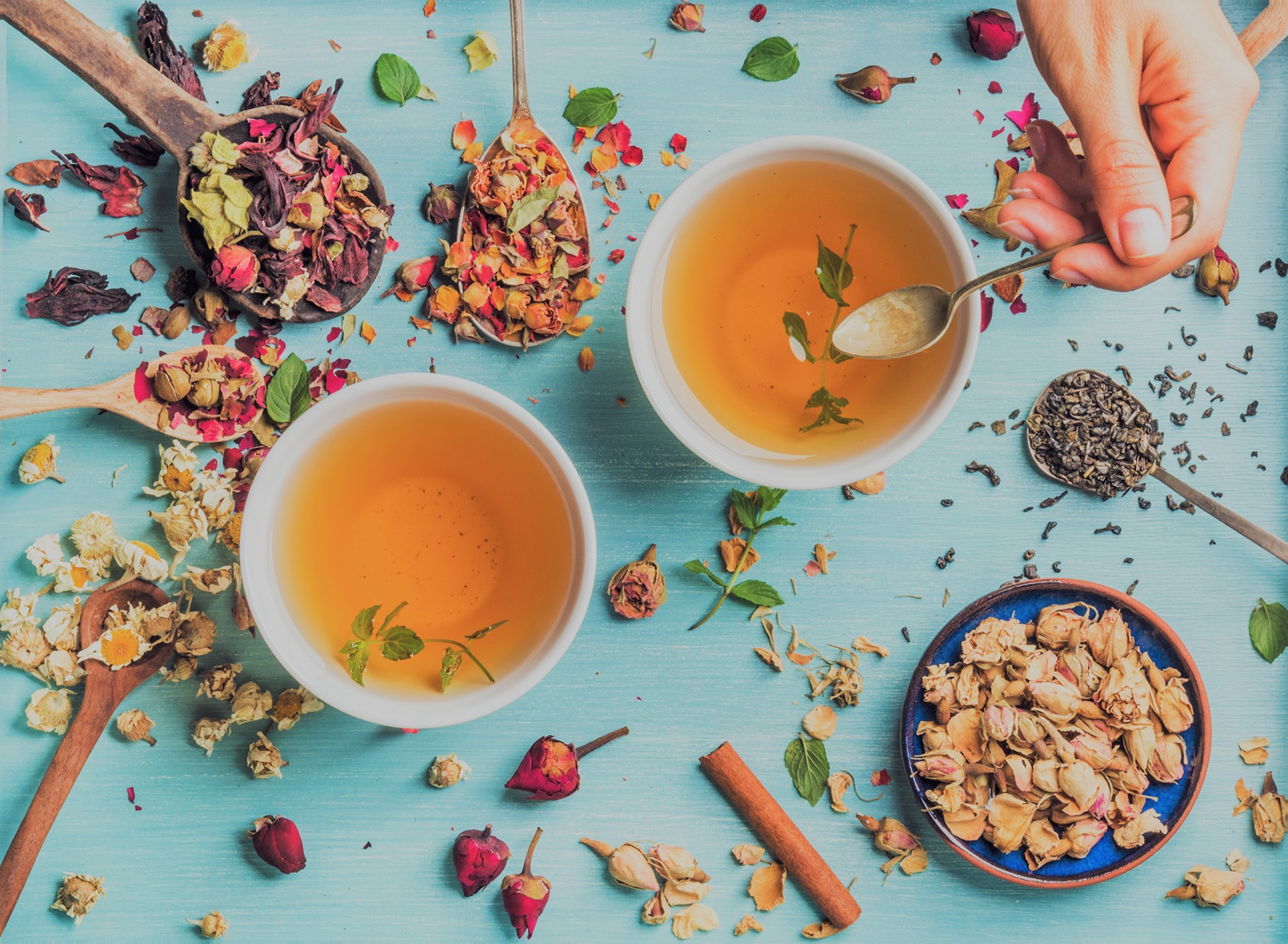 two cups of healthy herbal tea with mint, cinnamon, dried