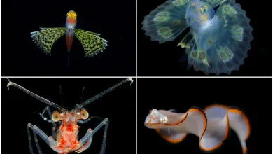 tiny underwater creatures glowing like jewels of the sea 6518fc922e0ca2325fc16e94