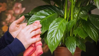 clean an artificial plant