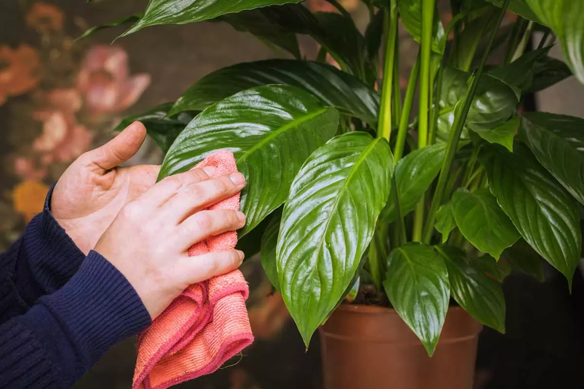 clean an artificial plant