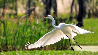 nature flying birds herons egret (1)