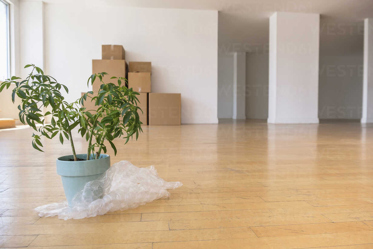 potted plant on bubble wrap with cardboard boxes in empty apartment