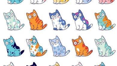 تصویر گربه های رنگارنگ