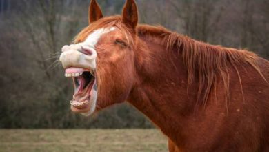 خندیدن اسب